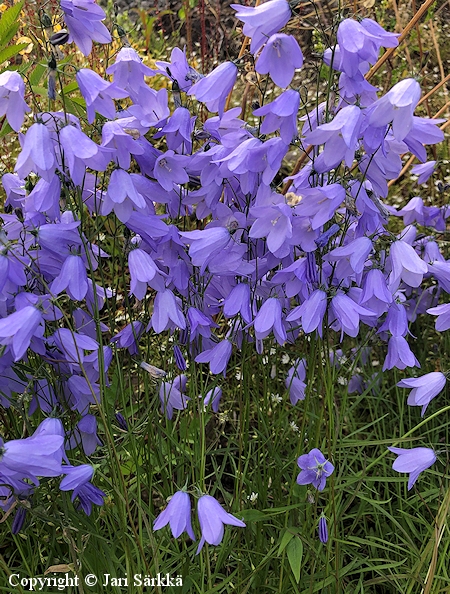 Campanula rotundifolia, kissankello